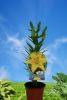 Yellow in bud.jpg